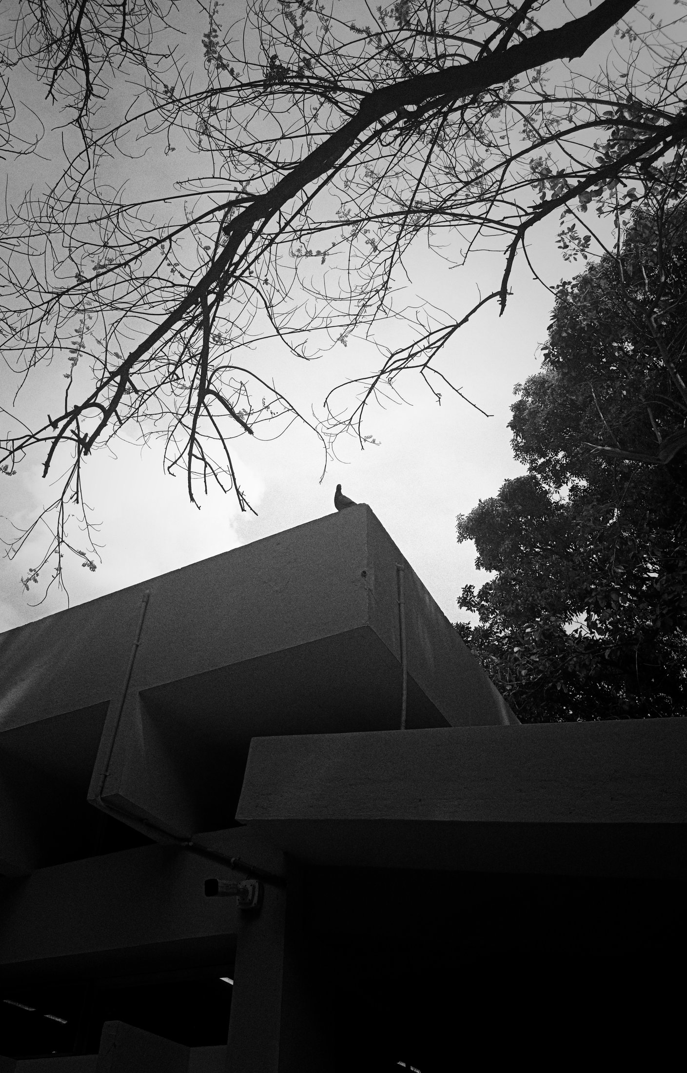Photograph 06 - Archival Print by Dhwani Kamdar