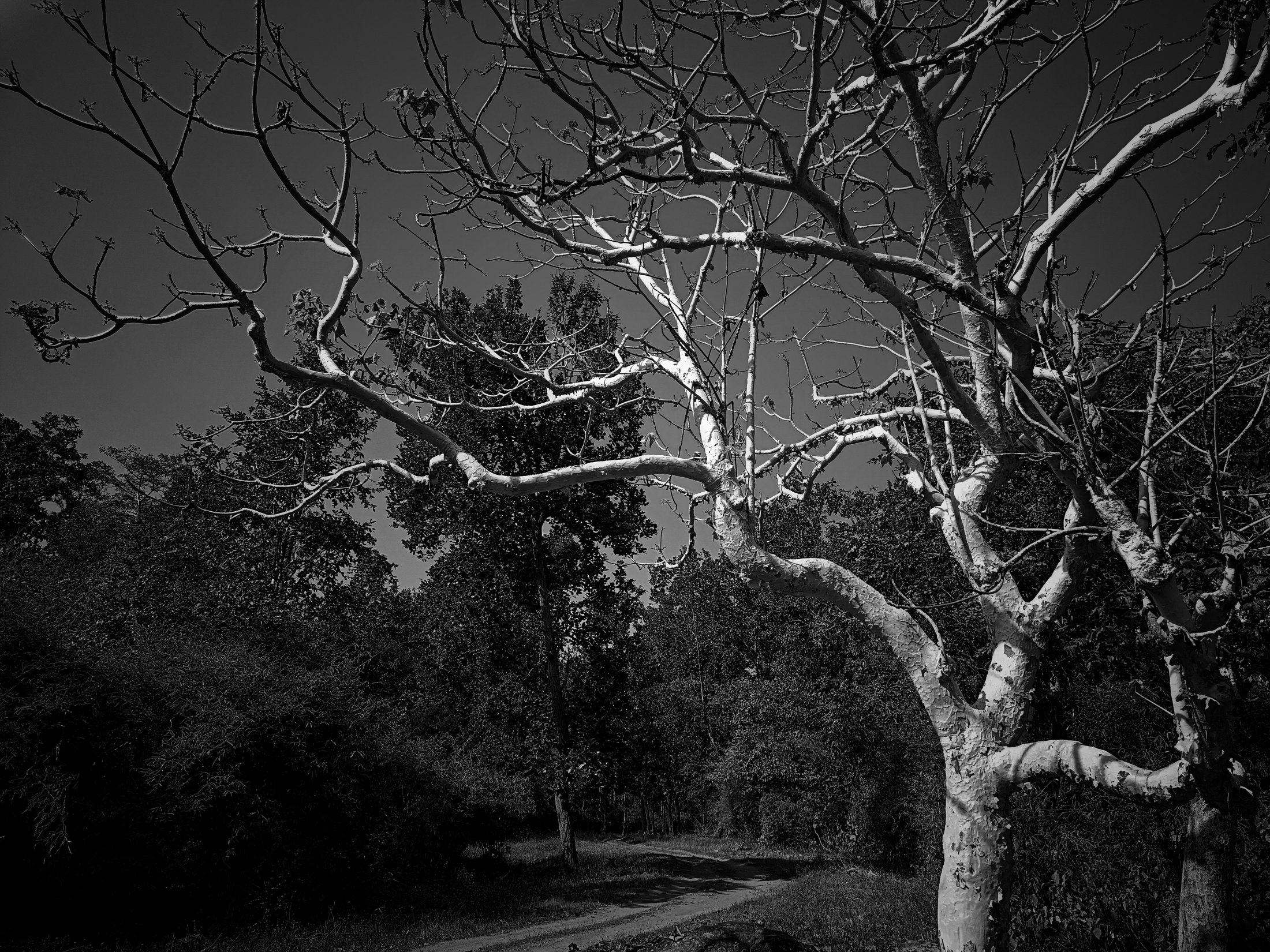 Photograph 18 - Archival Print by Dhwani Kamdar