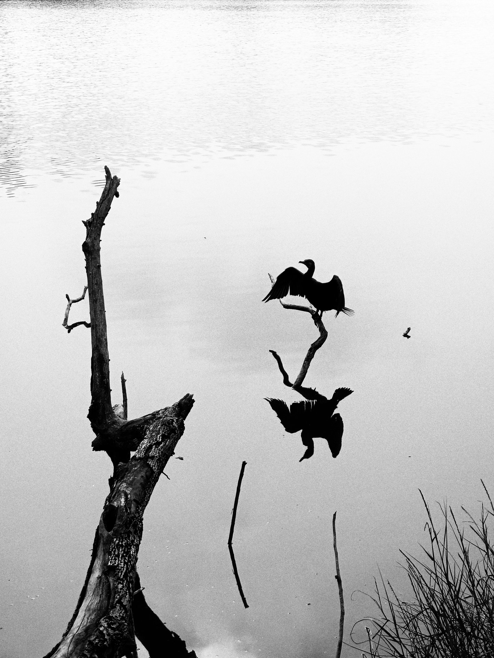 Photograph 23 - Archival Print by Dhwani Kamdar