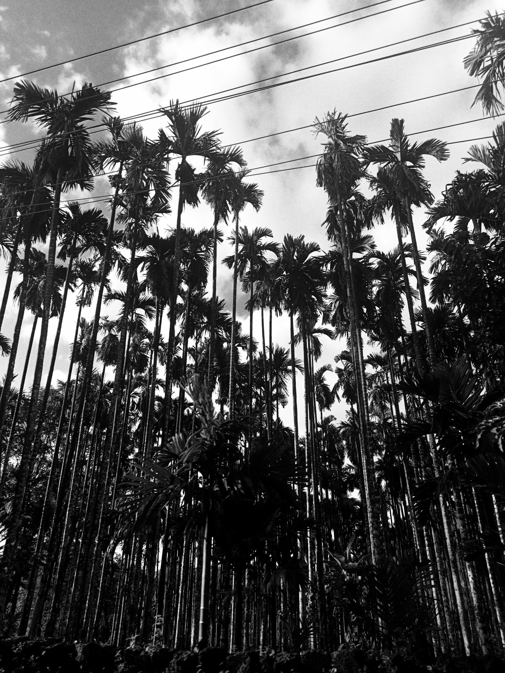 Photograph 25 - Archival Print by Dhwani Kamdar